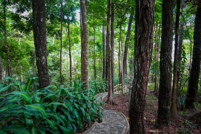 Monastery-buddhist-Sri Lanka-Rakwana-retreat-forest(9)