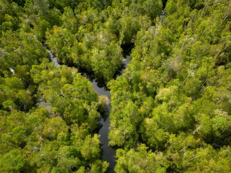 aerial-top-down-view-borneo-river-jungle