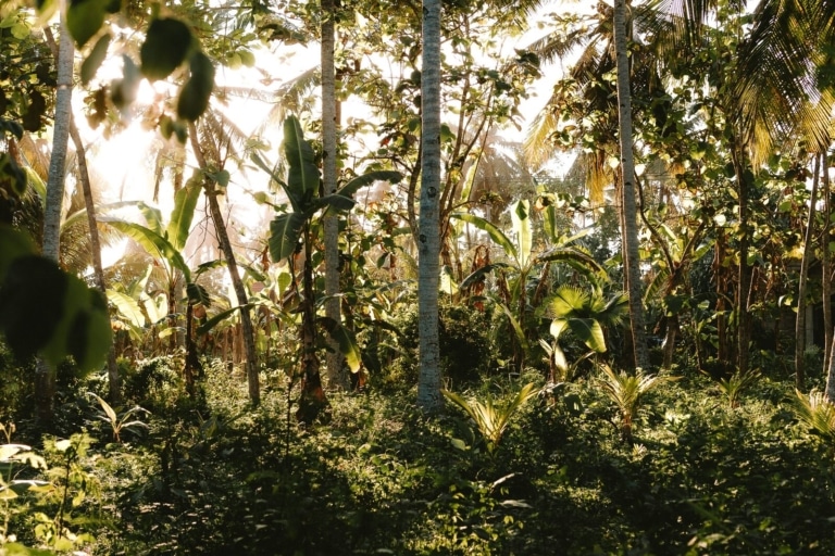 authentic-bali-countryside-jungle-scenery-jembrana