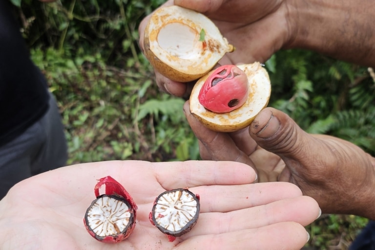 bali-spices-garden-tour-fresh-nutmeg-jembrana