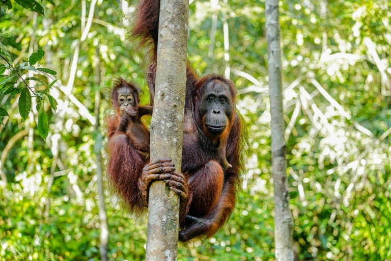 borneo-orangutan-safari-mother-and-baby-tanjung-puting