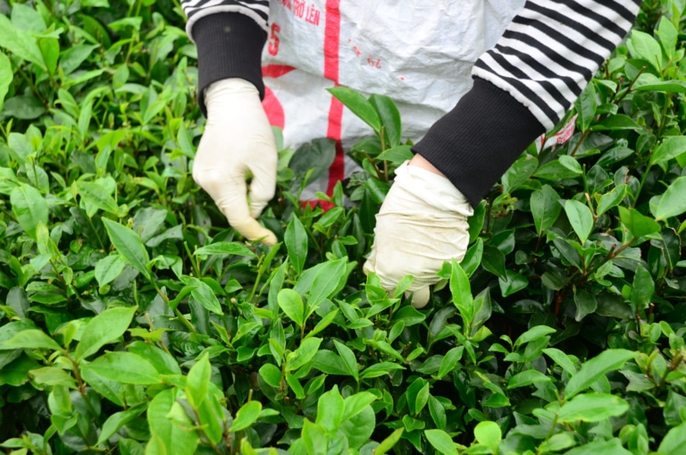 close-up-hand-harvesting-tea-plantation-vietnam