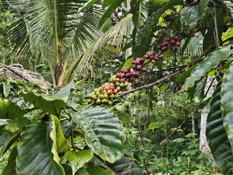 coffee-beans-plant-bali-plantation-experience