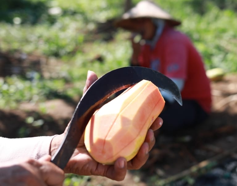 fresh-papaya-fruit-harvest-bali-farm-tour