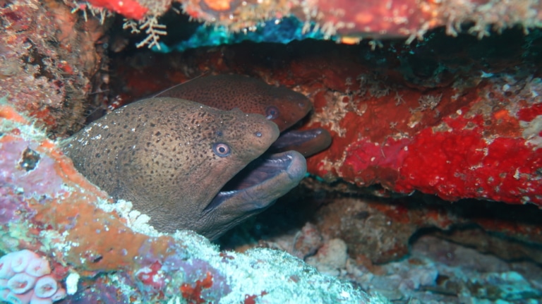giant-moray-eels-underwater-cave