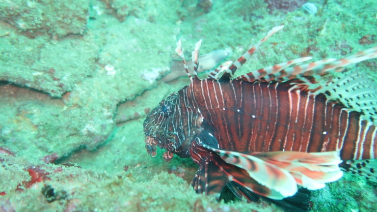 lionfish-wreck-diving-colombo