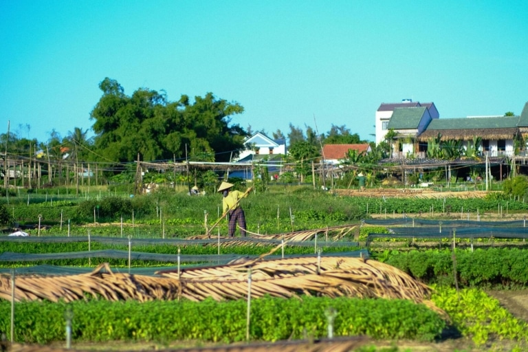 local-farmer-working-tra-que-vegetable-village