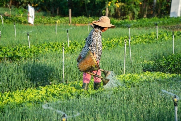 local-woman-watering-crops-hoi-an-farm
