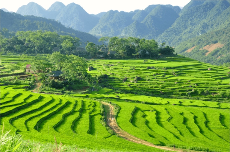 lush-green-rice-terraces-vietnam-pu-luong-nature-reserve