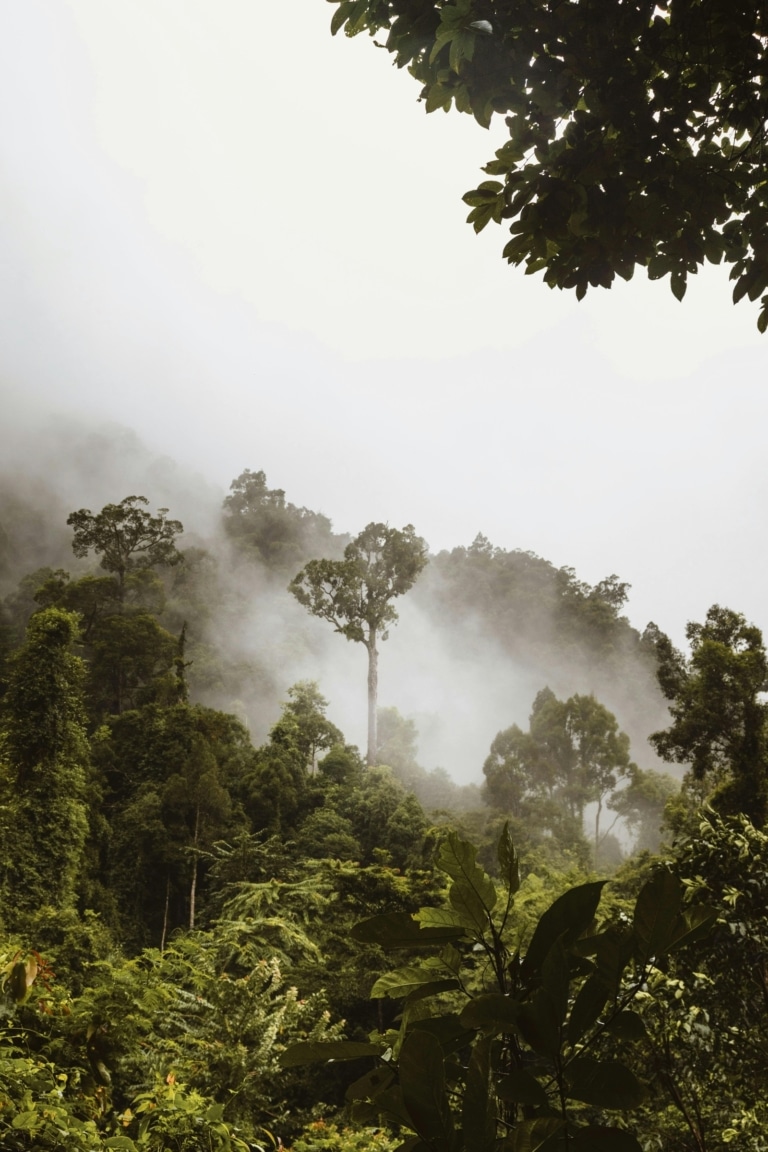misty-rainforest-canopy-borneo-jungle-wildlife