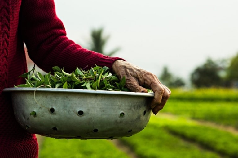 organic-herb-harvest-tra-que-village
