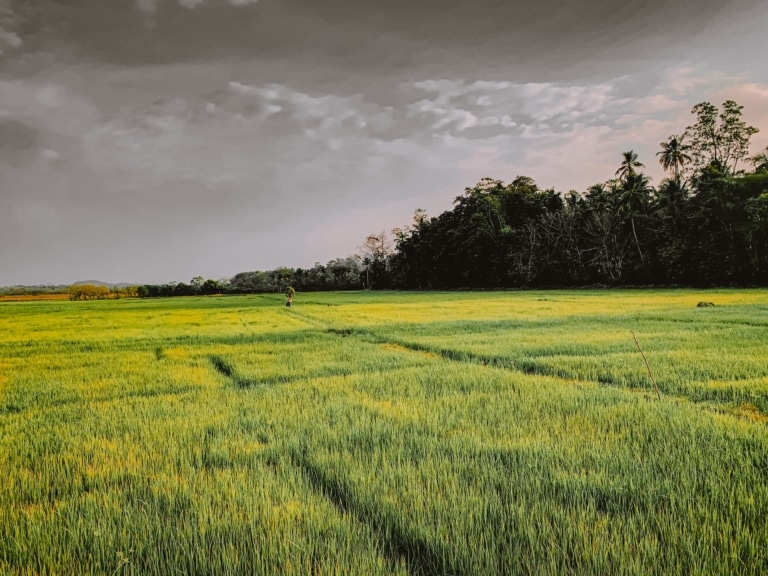 paddyfield-sri-lanka