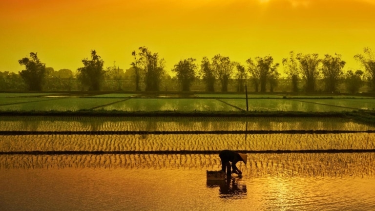 rice-field-worker-sunset-mekong-delta