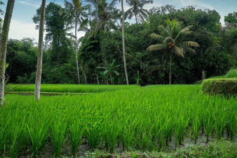 rice-fields-bali-lush-green-countryside