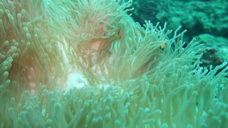 sea-anemone-colombo-diving