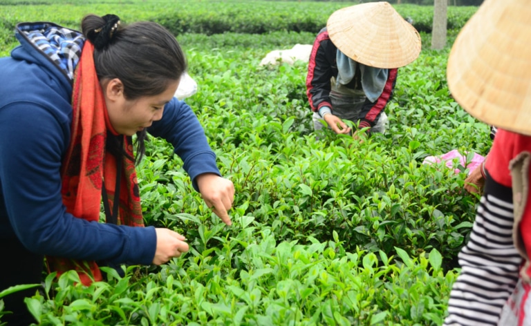 selective-picking-green-tea-leaves-vietnam