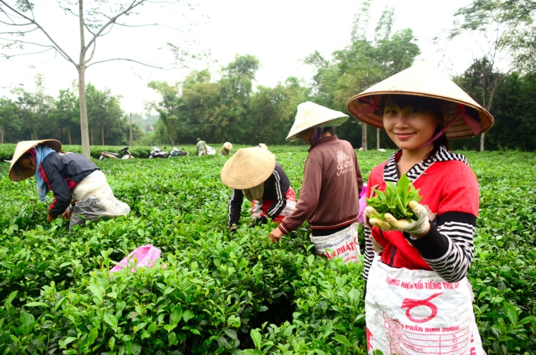 smiling-local-woman-holding-fresh-tea-leaves