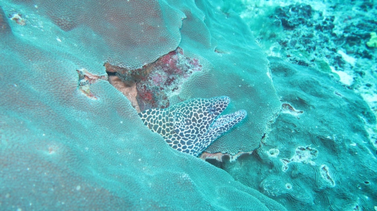 spotted-moray-eel-hard-coral