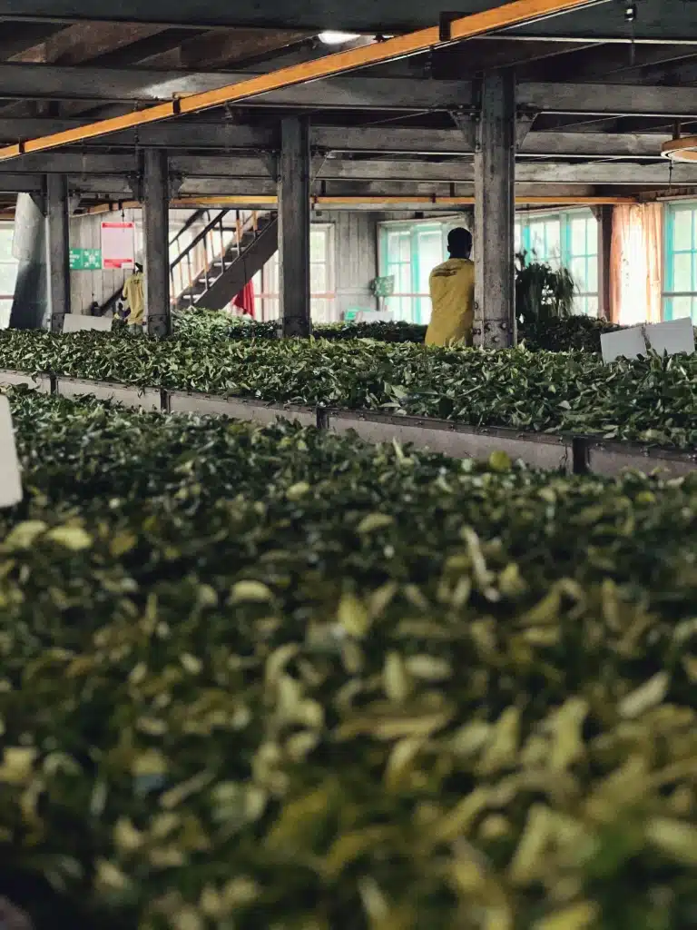 tea-factory-srilanka