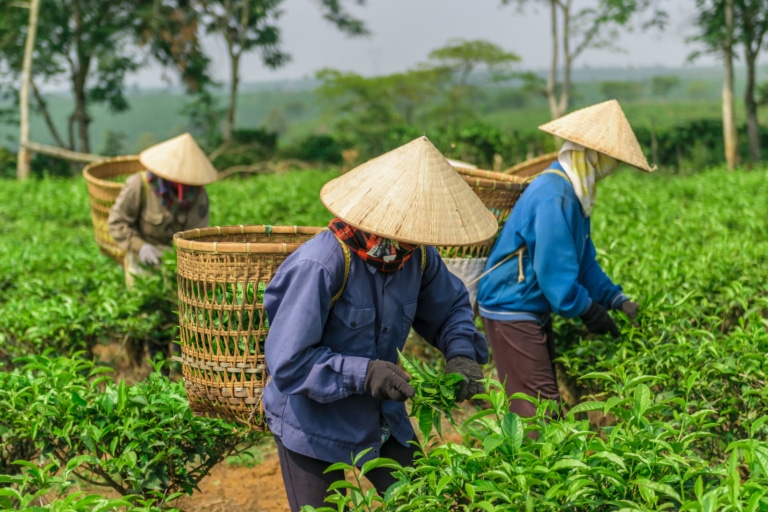 tea-pickers-bamboo-baskets-vietnam-plantation