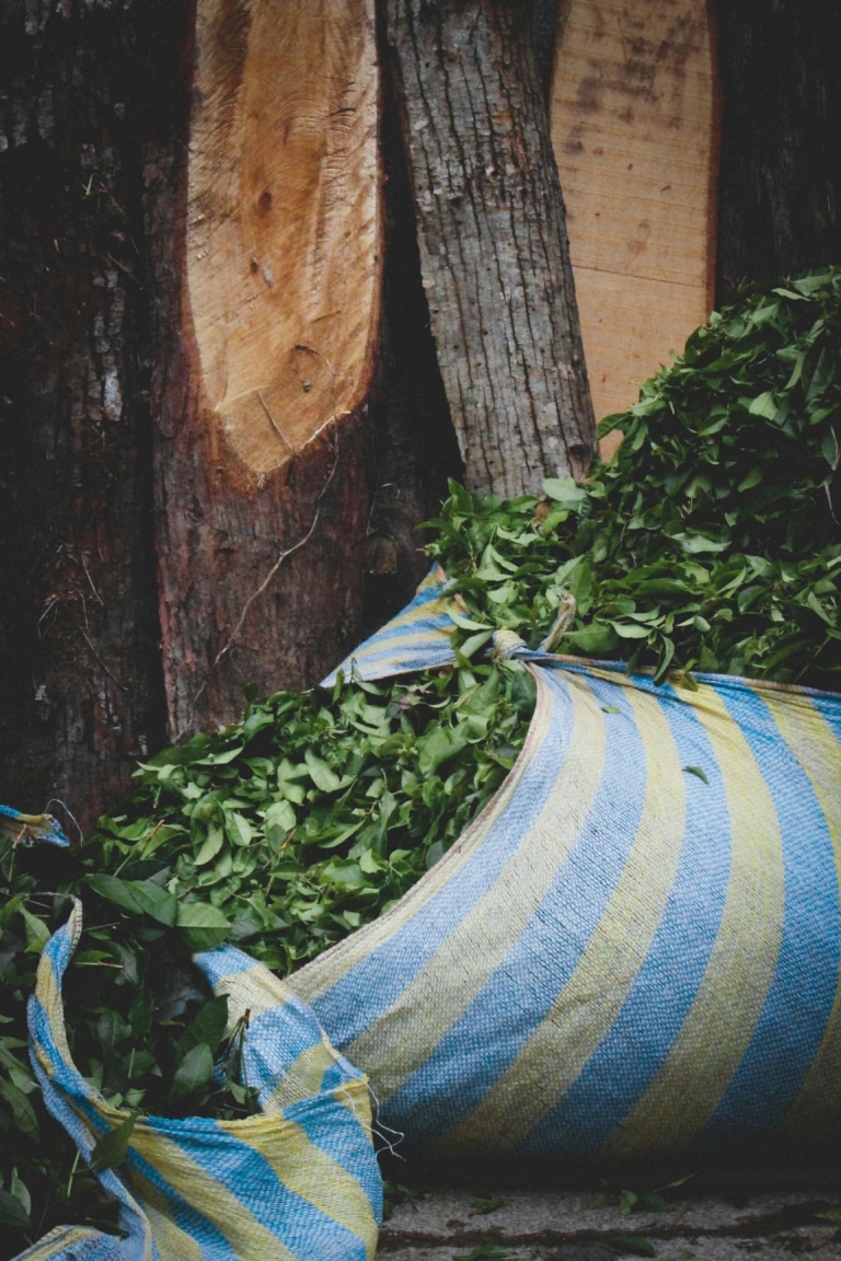 tea-srilanka