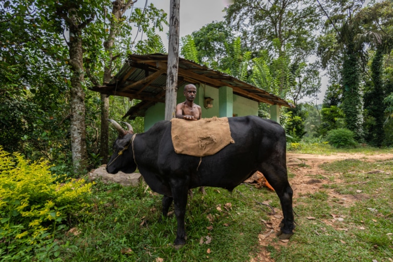 thawalama-traditional-cattle-transport-sri-lanka