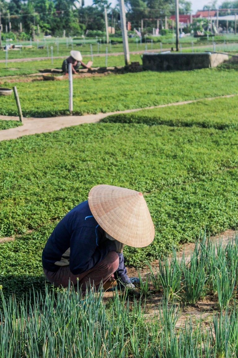 traditional-vietnamese-farmer-organic-garden