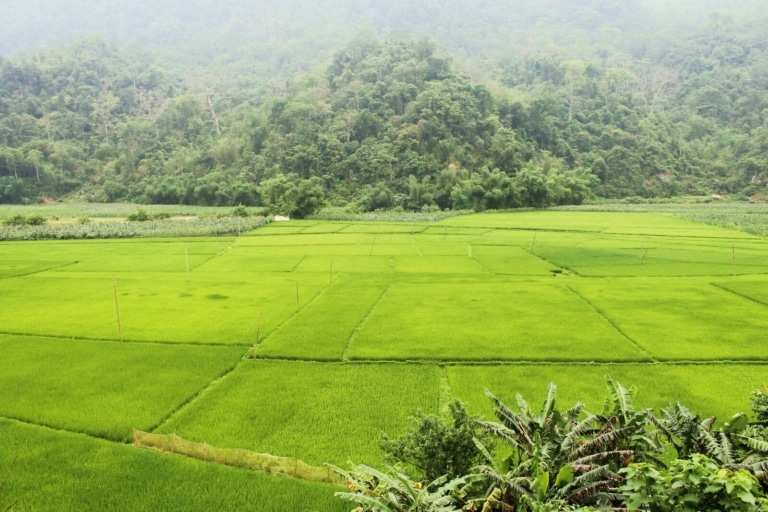 vibrant-green-paddy-fields-ba-be-national-park