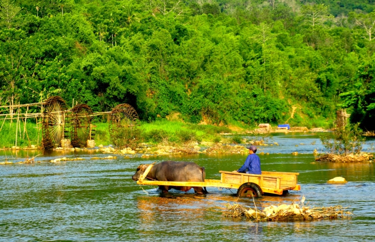 water-buffalo-cart-crossing-river-pu-luong-vietnam
