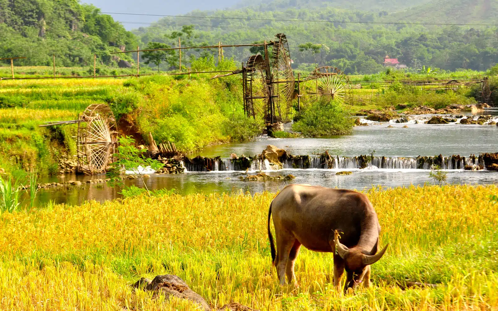 water buffalo grazing rice field pu luong bamboo water wheels