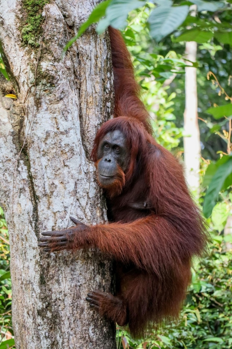 wild-orangutan-climbing-tree-trunk-borneo-jungle
