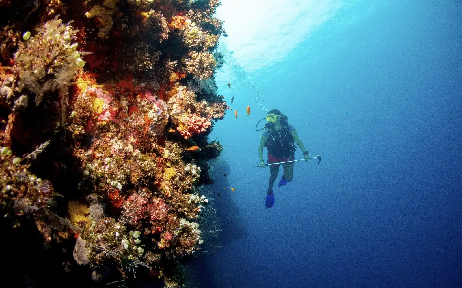Maldives diving excursion coral wall