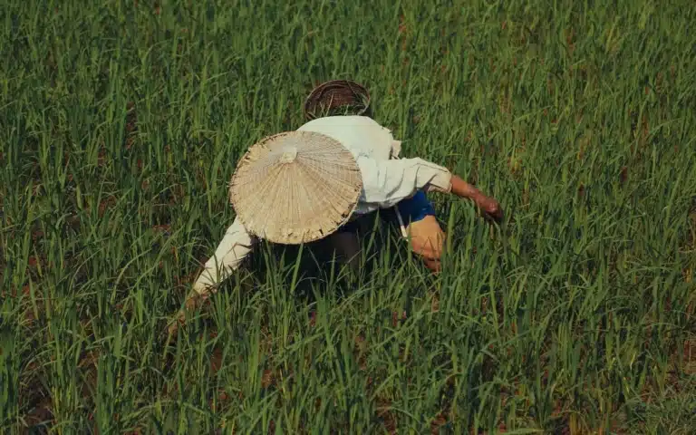 Parenthèse maraîchère à Tra Que - Vietnam