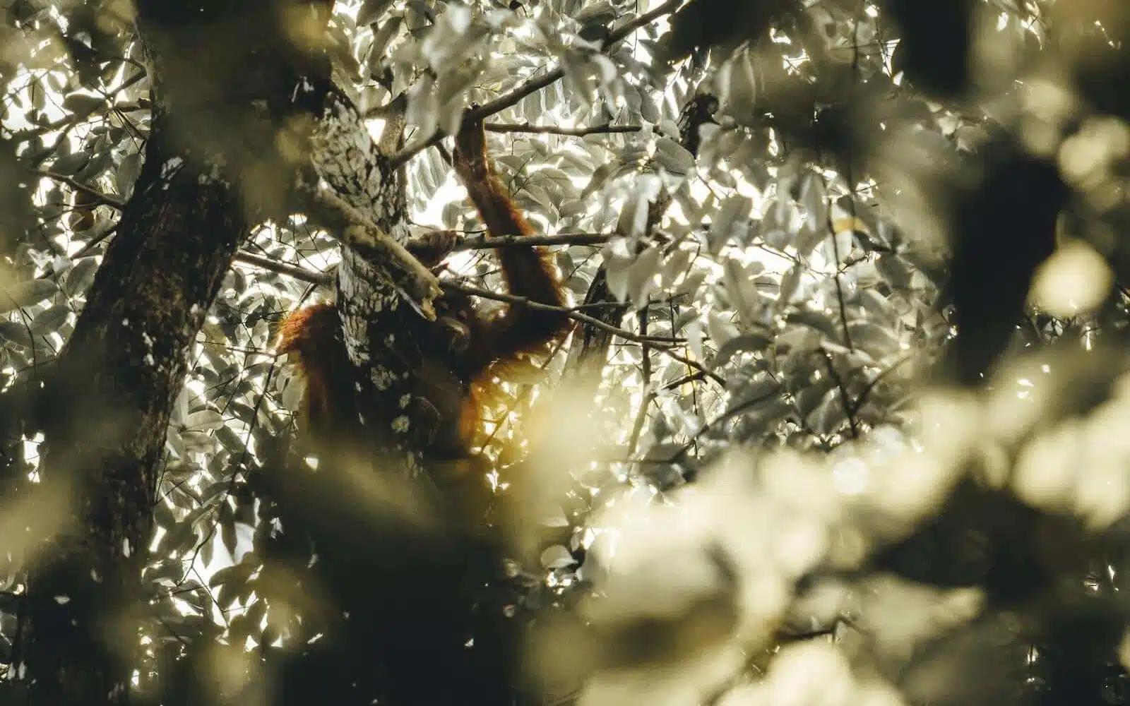 borneo orangutan hidden in canopy rainforest