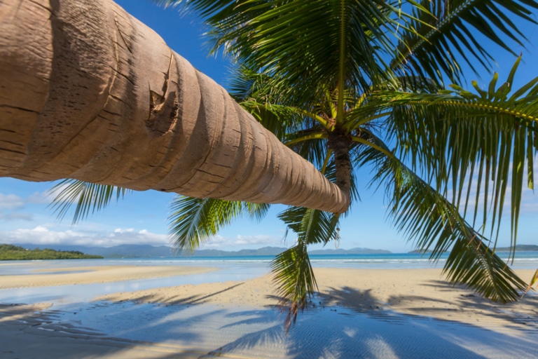 el-nido-beaches-leaning-palm-tree-las-cabanas