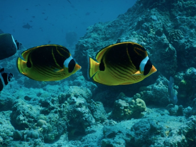exotic-marine-life-maldives