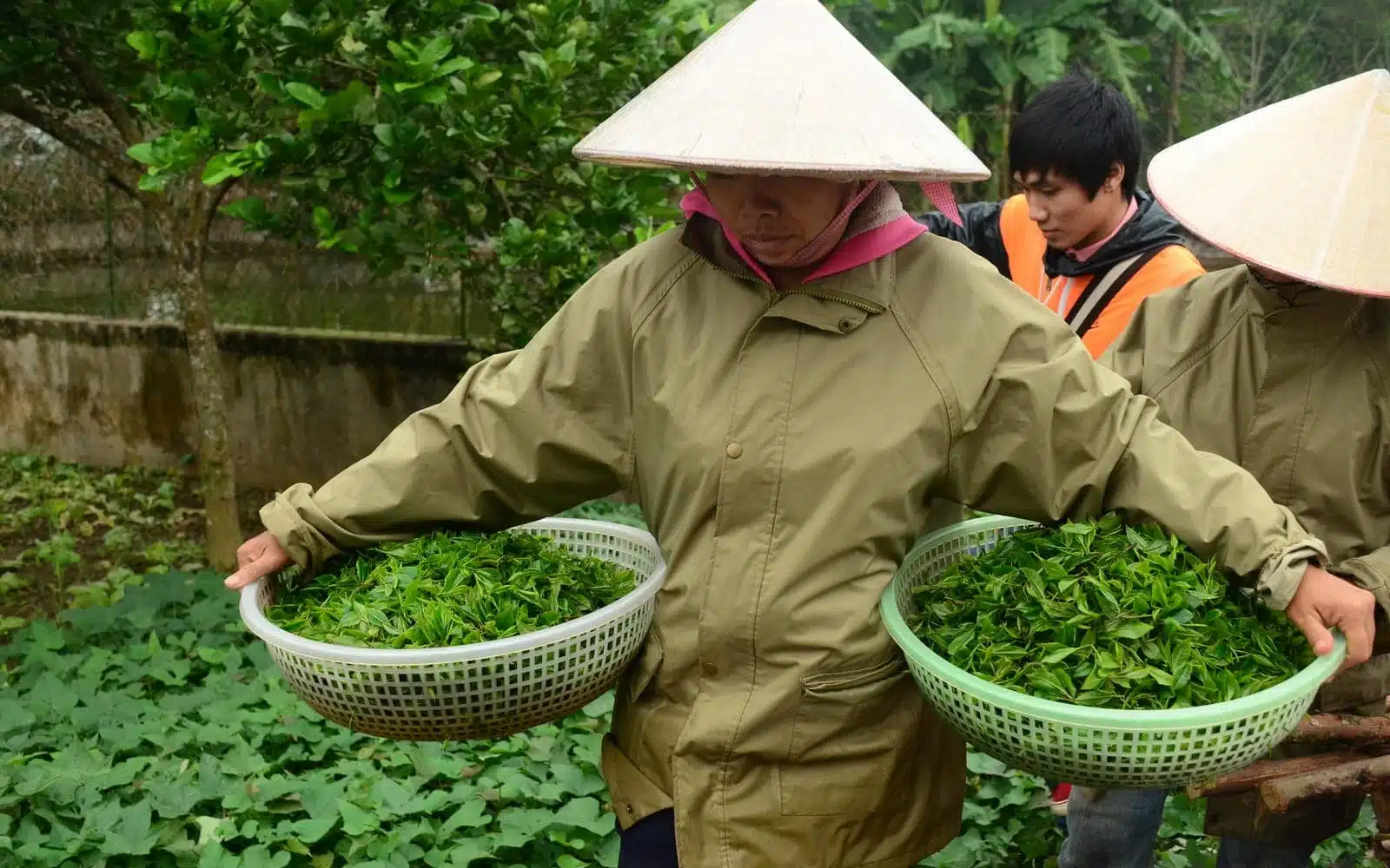 farmer carrying baskets freshly picked tea