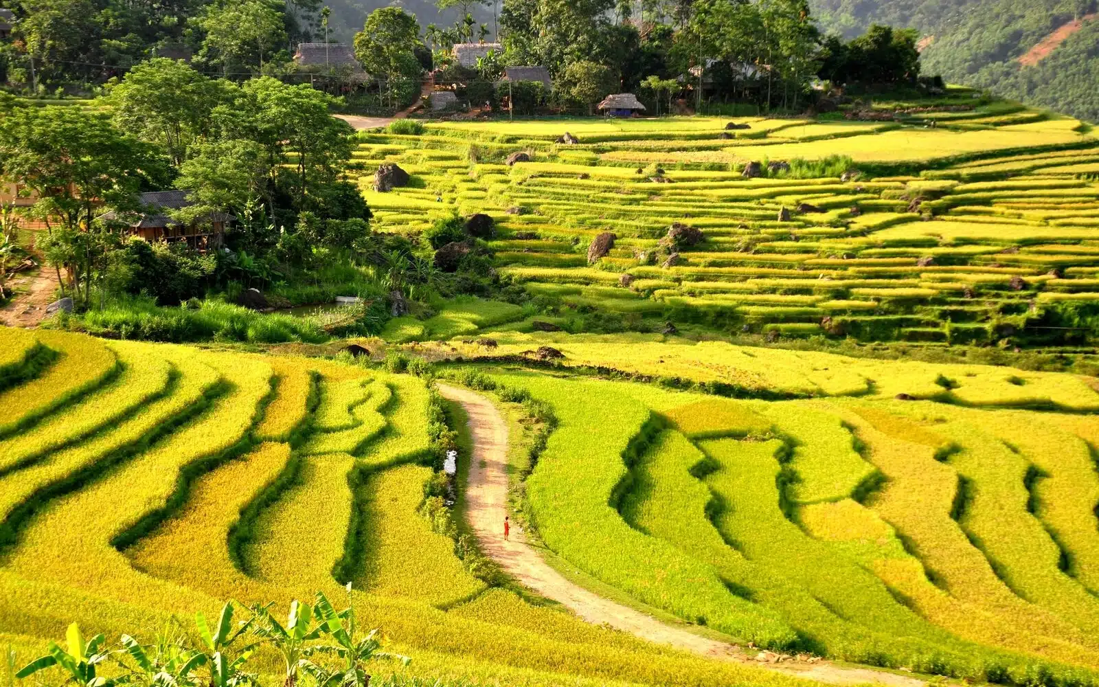 golden rice terraces don village pu luong