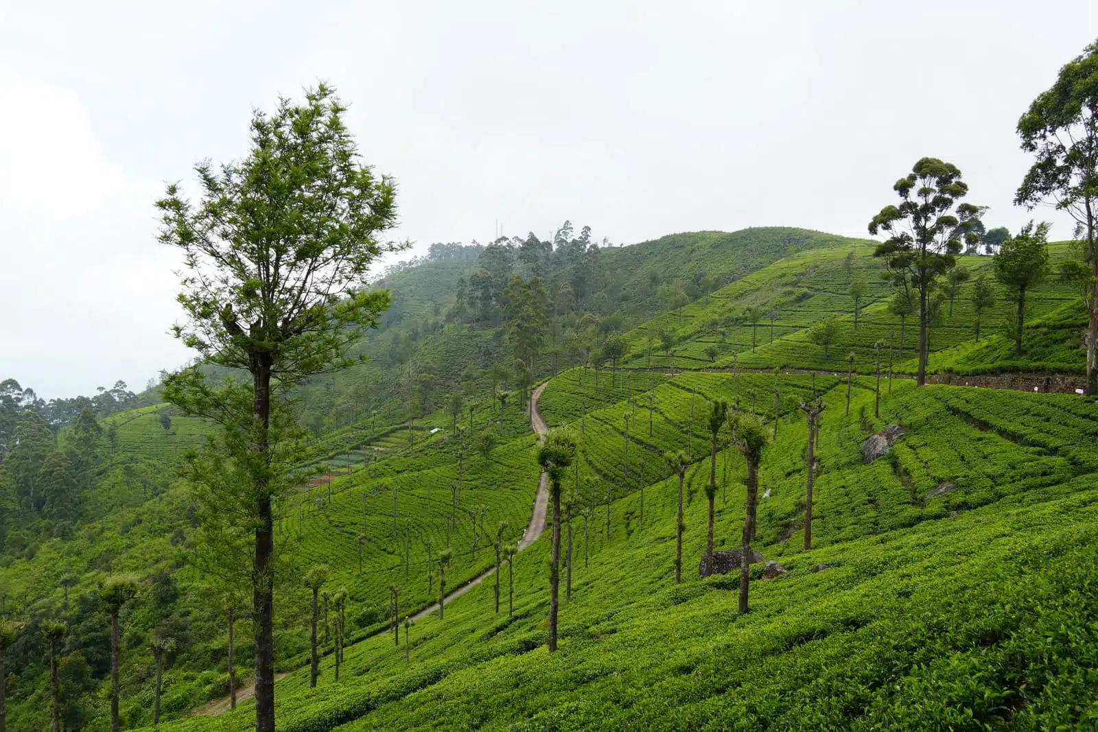 Le guide ultime des plantations de thé au Sri Lanka