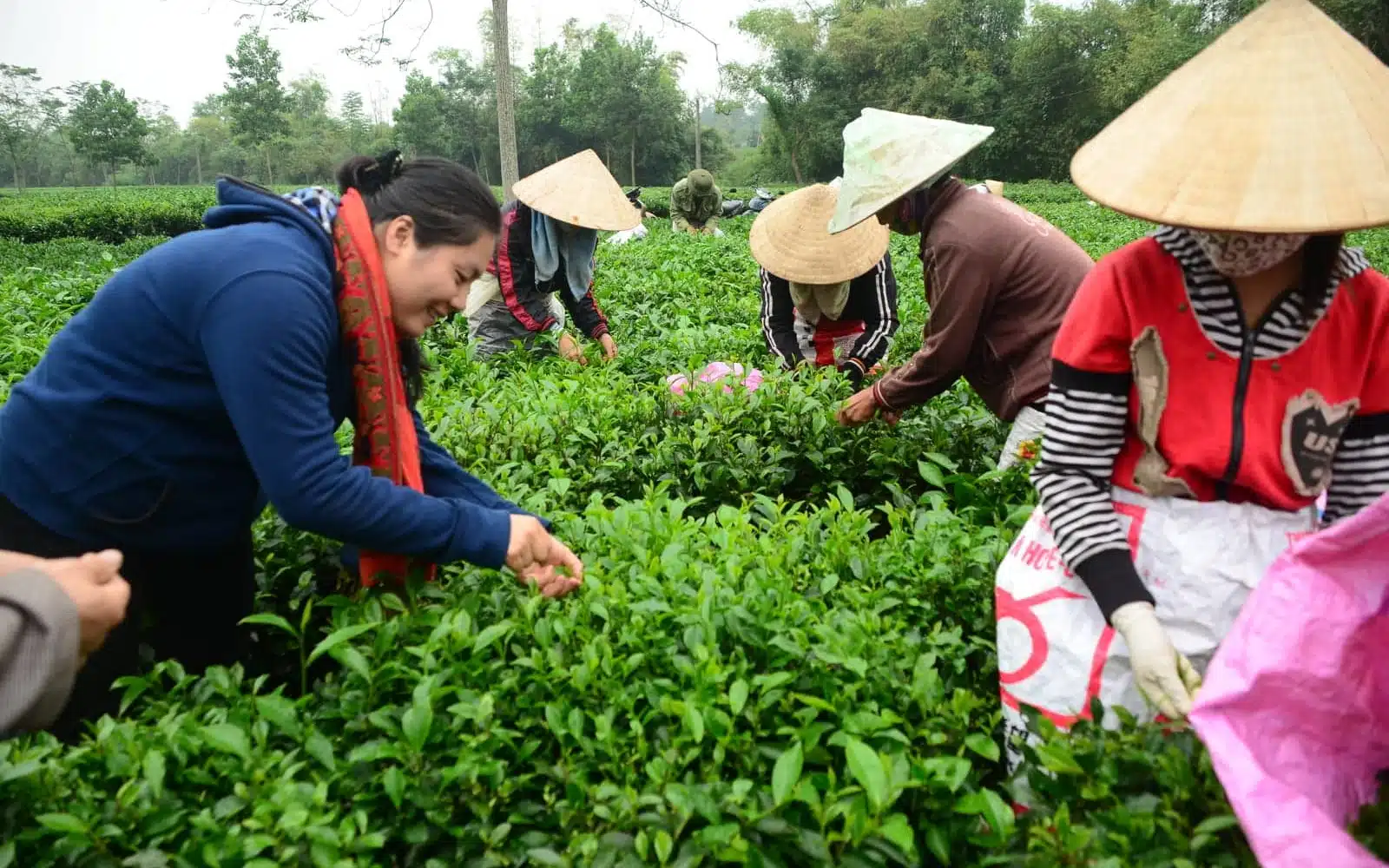 local community harvesting tea field vietnam