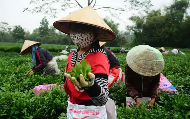 Au fil des plantations