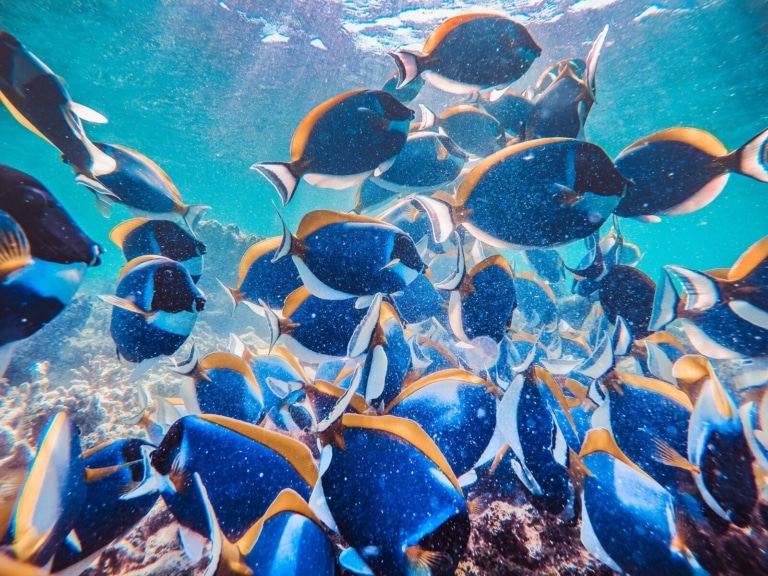 maldives-coral-reef-tropical-fish