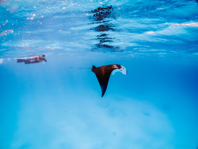 manta-ray-snorkeling-excursion-maldives