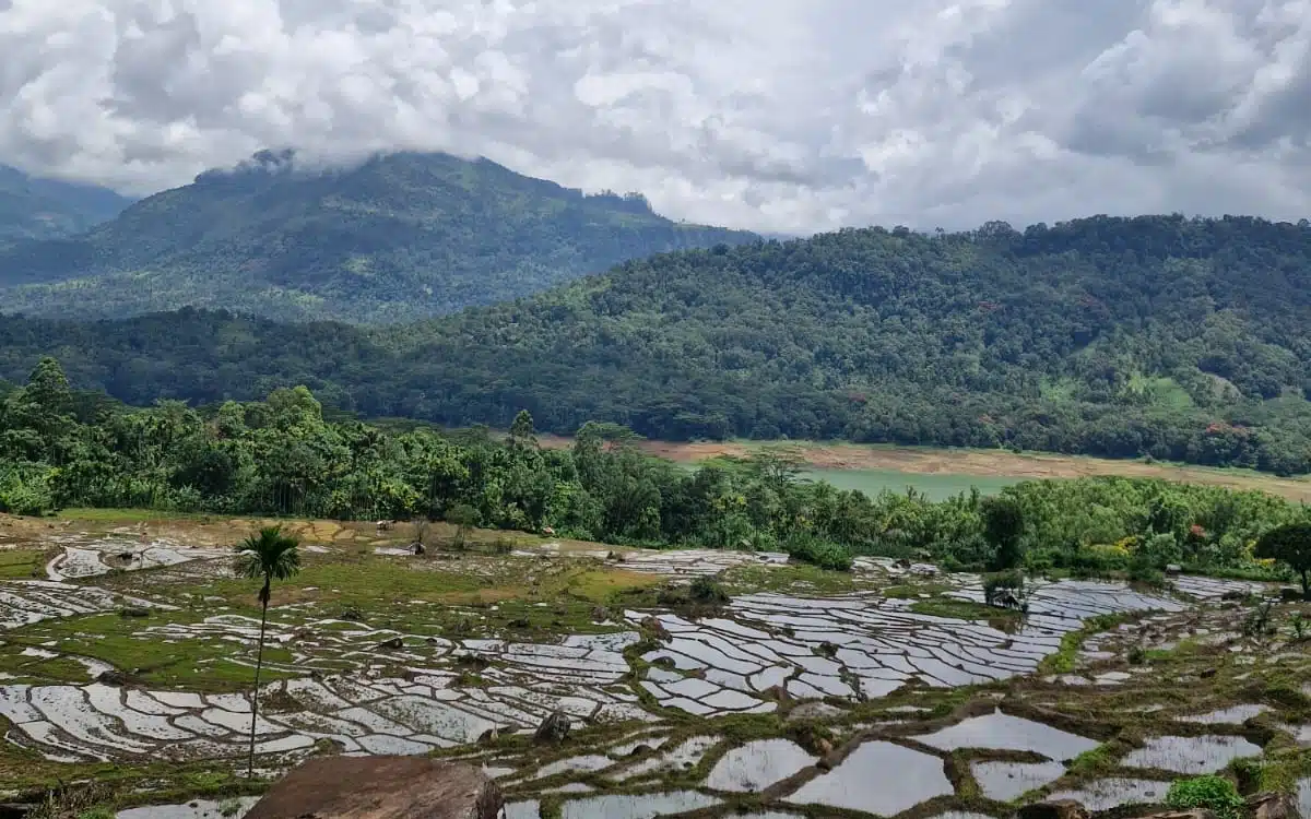 paddyfield rice landscape