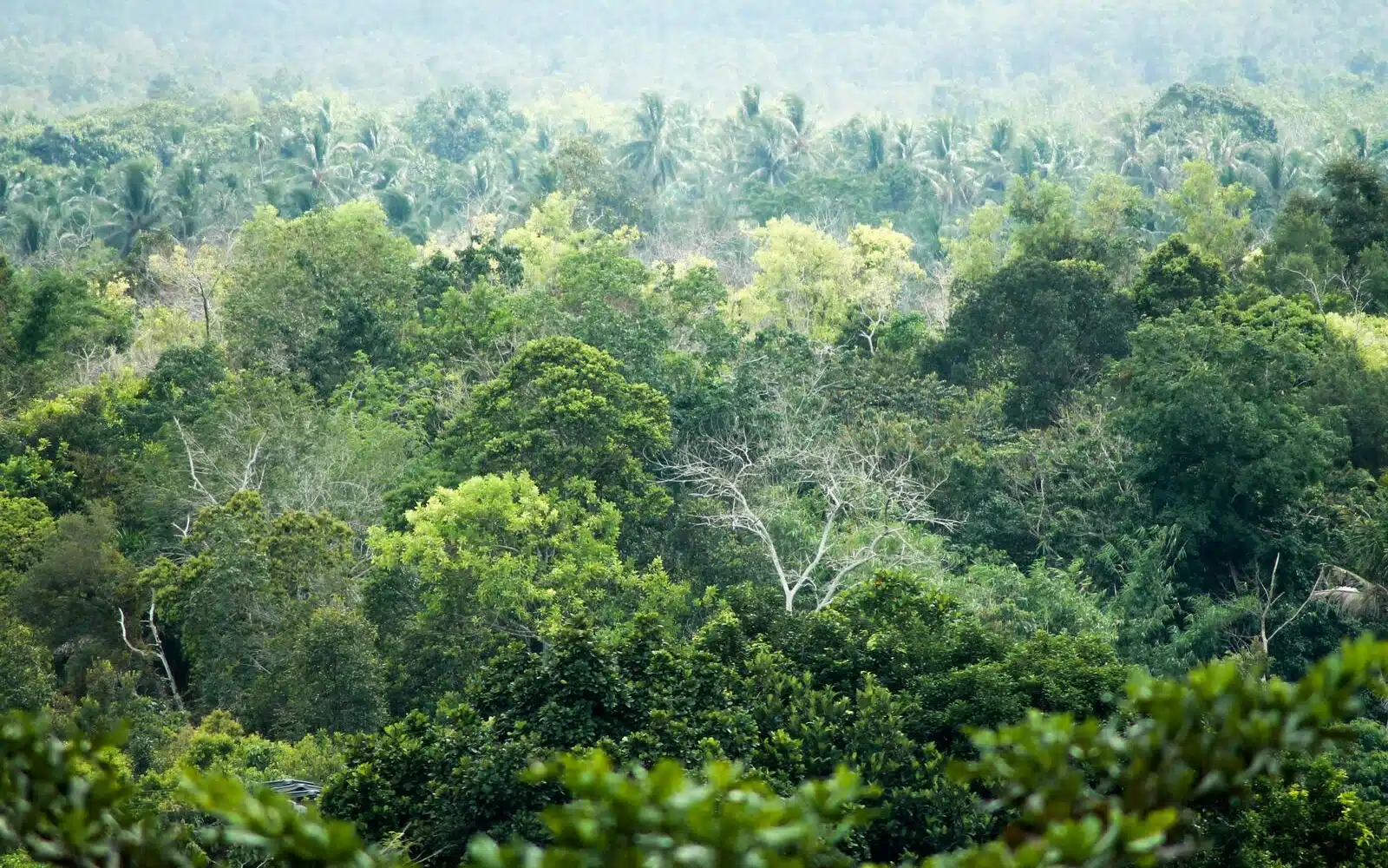 pristine indonesian rainforest canopy landscape