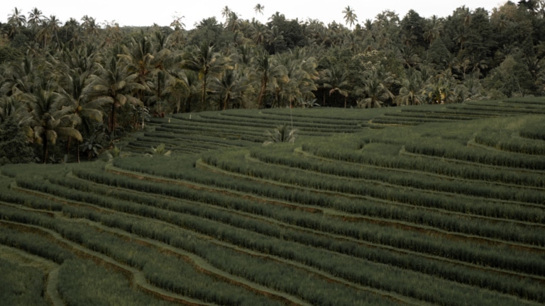 pupuan-rice-terraces-landscape-Bali
