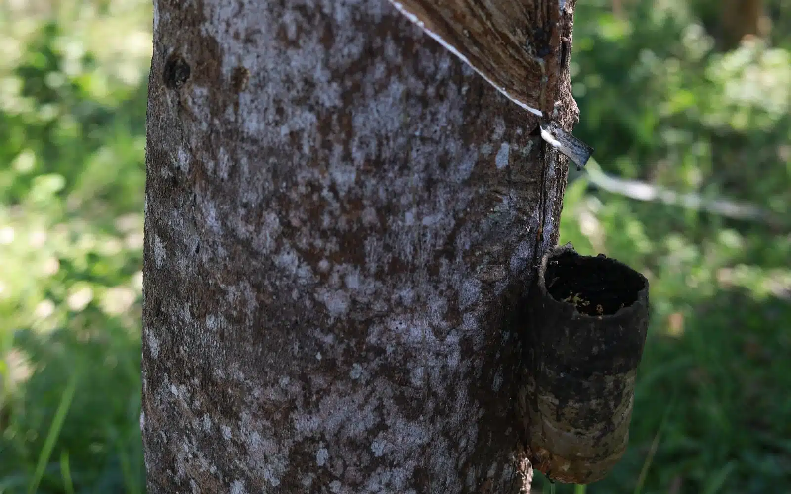 rubber tree tapping bali plantation tour