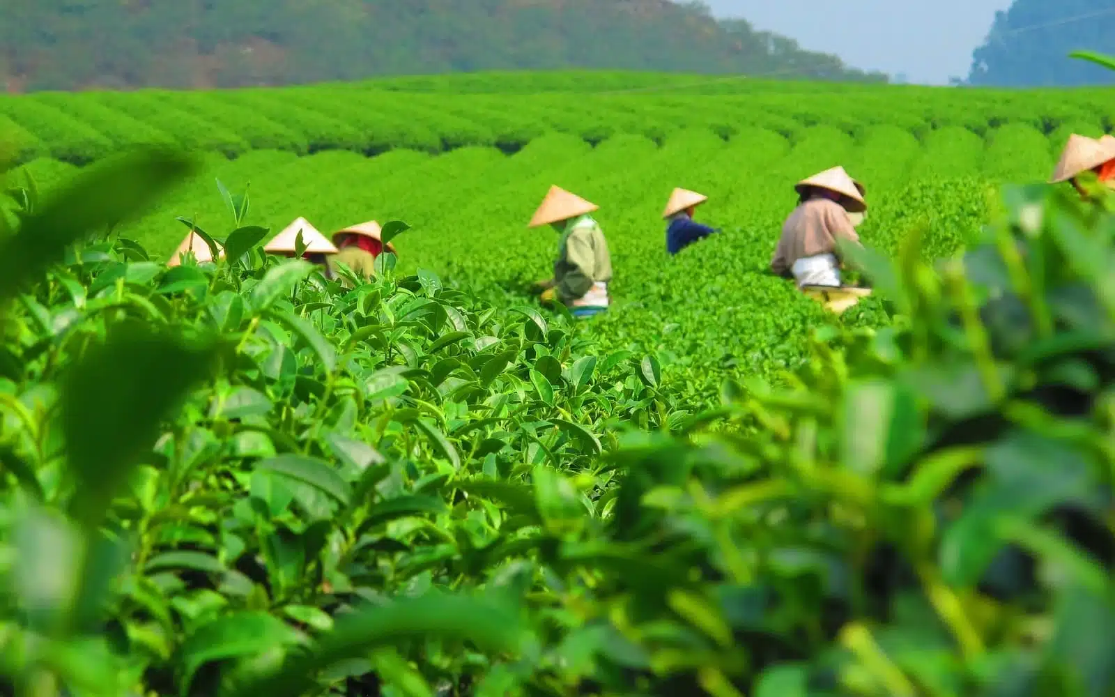scenic green tea hills moc chau vietnam