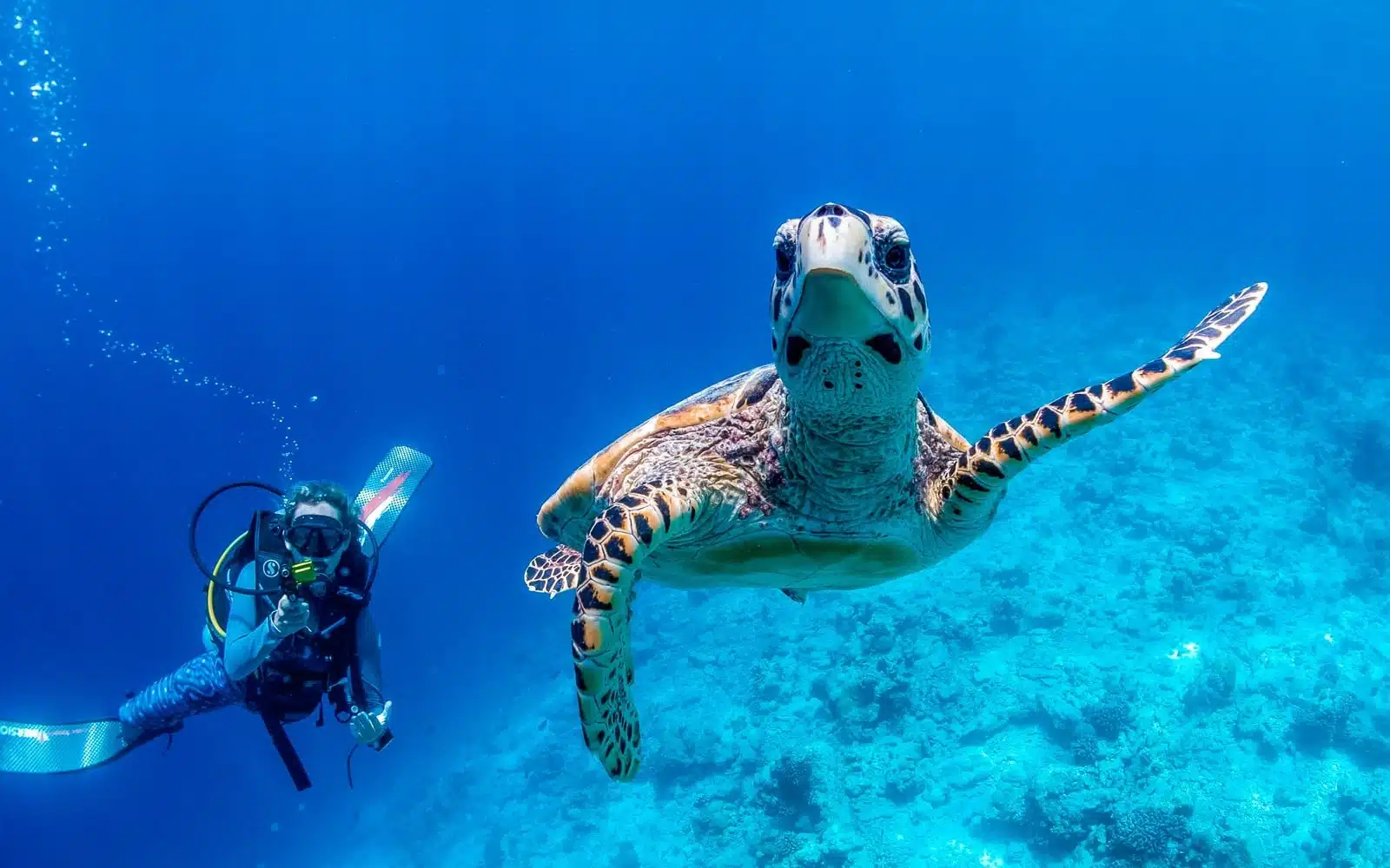 sea turtle scuba diving maldives