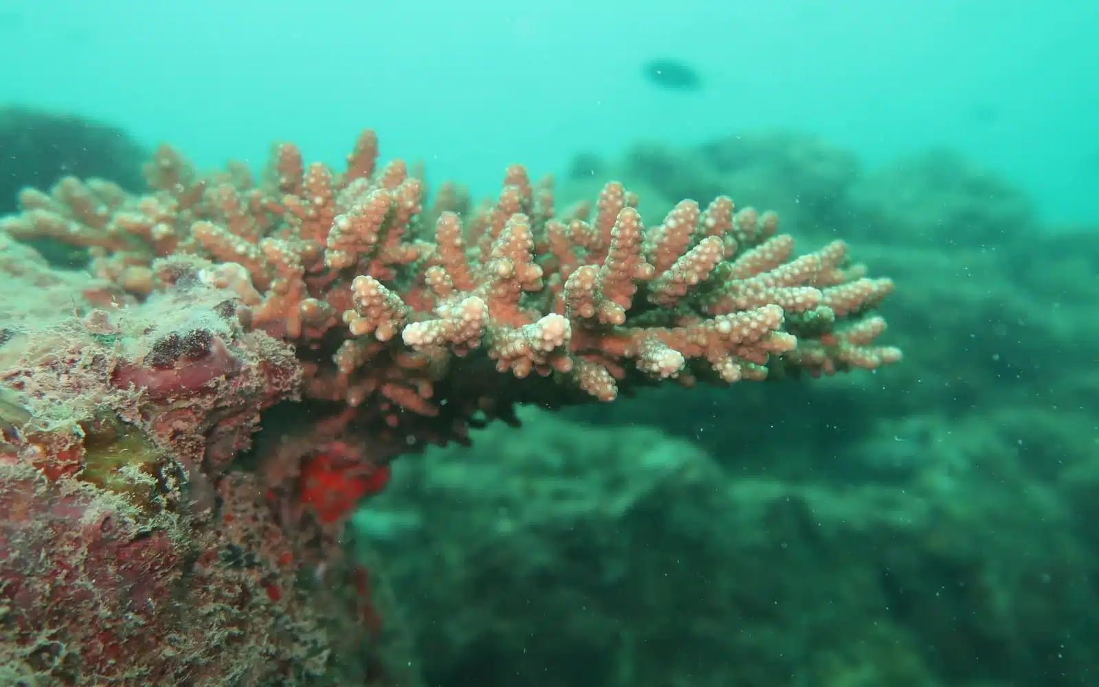 soft coral red sponges artificial reef